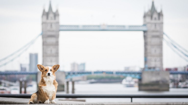 london-s-best-dog-friendly-activities-and-attractions